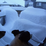 Courtney and Bear looking at the snow on the upper deck.