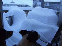 Courtney and Bear looking at the snow on the upper deck.