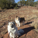 Squinting Dogs