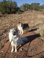 Squinting Dogs