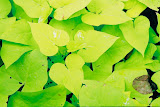 Greeeeeen Leaves