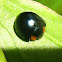 Dark blue lady beetle