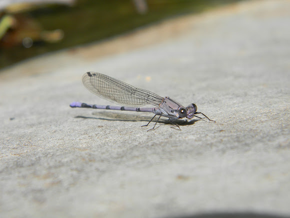 Spotting Image 1