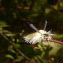 Caterpillar