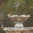 Cedar Waxwing