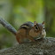 Eastern Chipmunk
