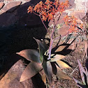 Aloe striata
