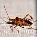 Western Conifer Seed Bug