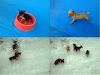 Cachorros Y Montas Doberman Pincher  Miniatura