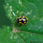 Fourteen-spotted Lady Bird