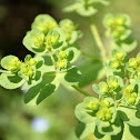 Sun spurge, wart spurge, umbrella milkweed