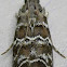 Southern Pineconeworm Moth