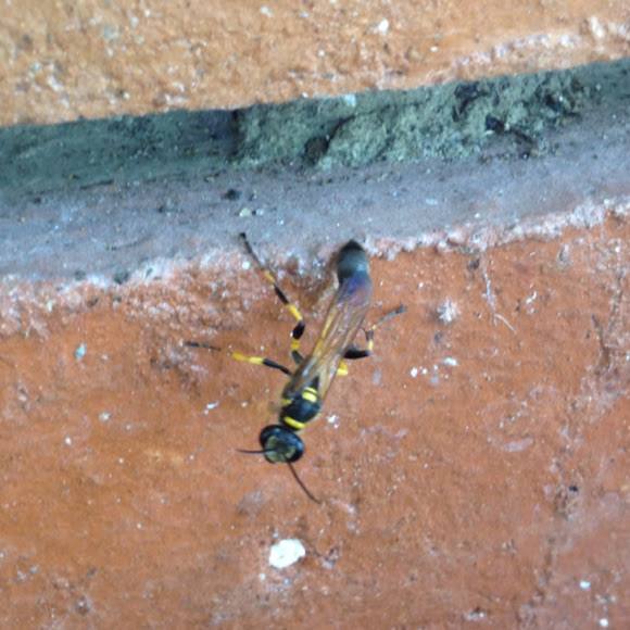 Spotting Image 1