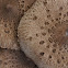 Parasol Mushroom/Grote Parasolzwam