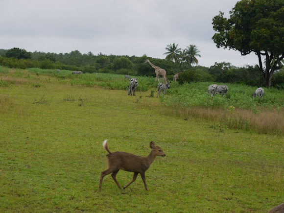 Spotting Image 1