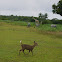 calamian deer