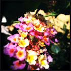 Lantana