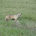 Golden Jackal