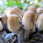 Glistening Inky Cap