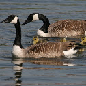 Canadian Goose