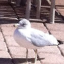 Ring-billed Gull