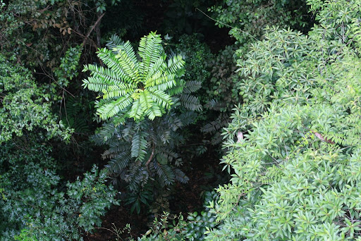 Arbre à l'allure sympas