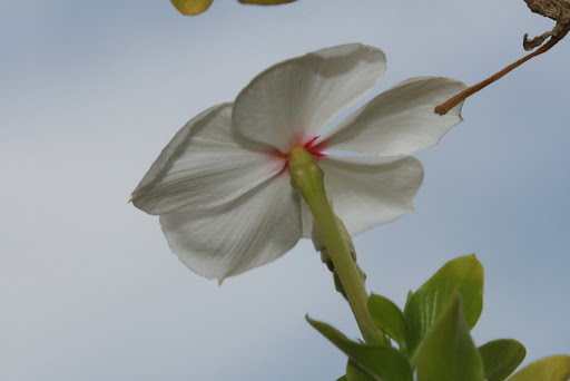 Fleur Blanche