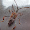 Leaf-footed Pine Seed Bug