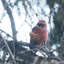 White-winged Crossbill