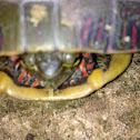 Painted Turtle