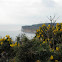 Western Gorse