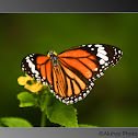 common tiger