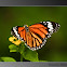 common tiger