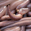 Earthworm