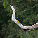 trogon
