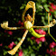 spider orchid, scorpion orchid