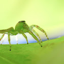 Northern Green Jumping Spider (female)