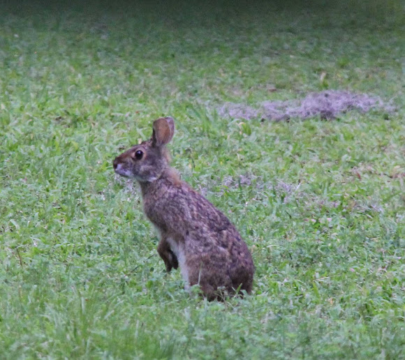 Spotting Image 1