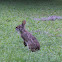 Swamp Rabbit