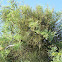 Desert Mistletoe