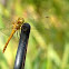 Common Darter Dragonfly