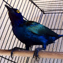 Starling