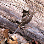 Prairie Lizard