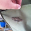 Lunate Zale Moth