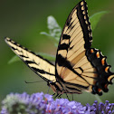 Eastern Tiger Swallowtail Butterfly