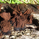 Chocolate Tube Slime Mold