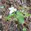 White Trillium