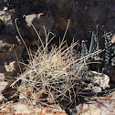 Tobuschii fishhook or snipe cactus