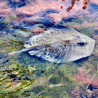 Southern Stingray