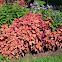 Cóleo. Coleus